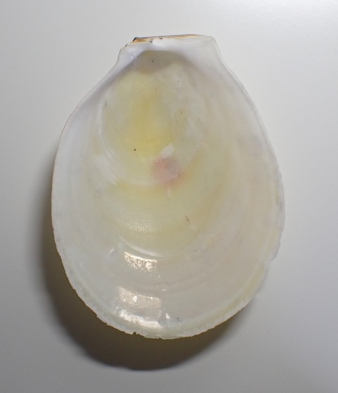 ２００．モエギオオハネガイ２