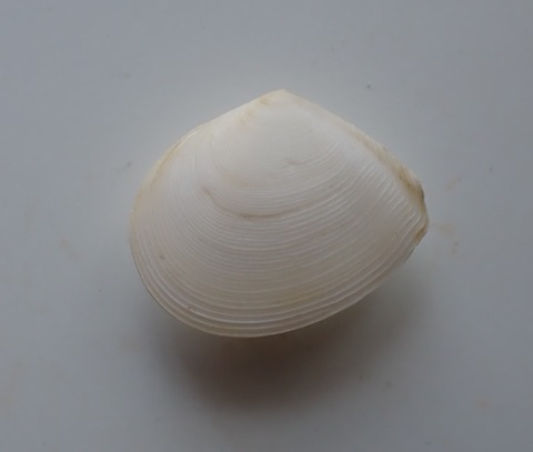 ２１４　ヒワズウネイチョウ