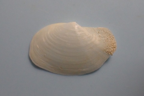 １５８．Offadesma sp