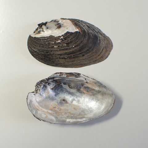 ２１９　ヒラガマノセガイ