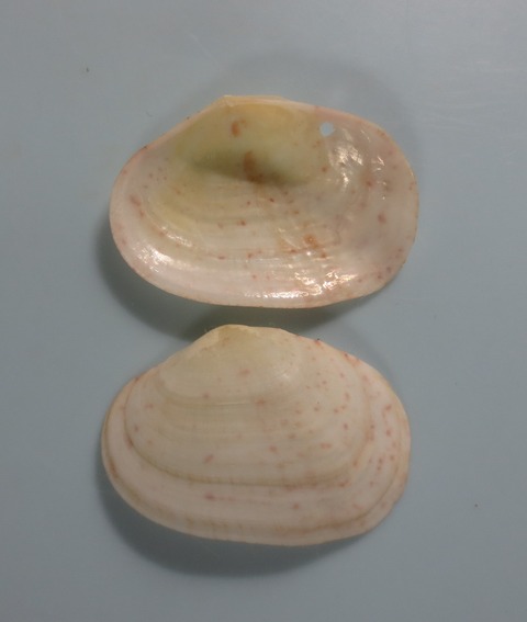 １２５．Gari juliae