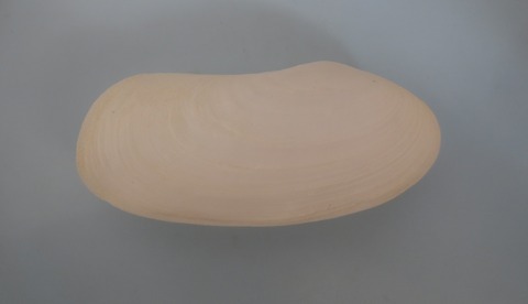 １０３．Psammophila sp