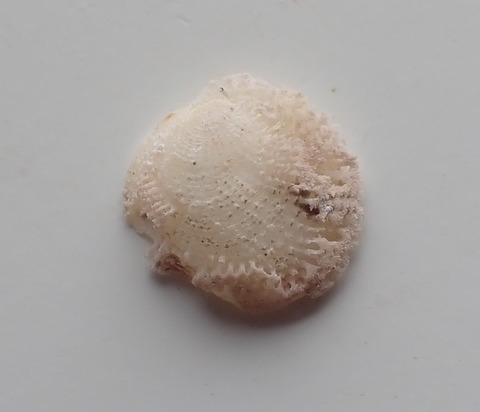 ２７５．Chama sp1