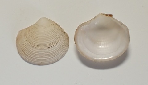 ２５１．Myrtea scitula