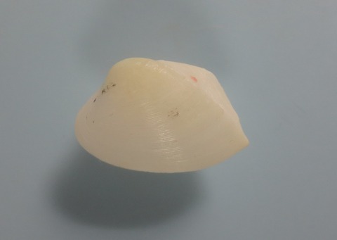 １３０．ミカドツキヨミガイ