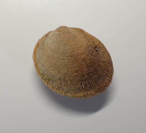 １９９．ミノシラスナガイ