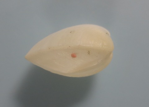 １３０．ミカドツキヨミガイ２