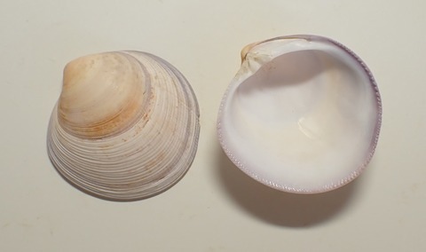 ２６２．ダテオキシジミ