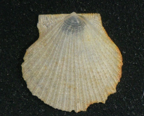 ２０９．カクレツキヒ