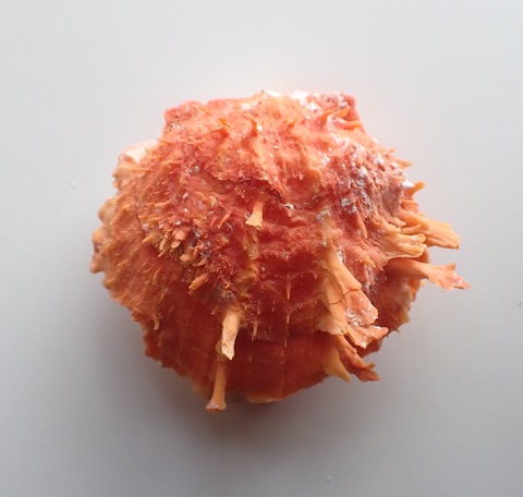 ２８１．ハデダンドクメンガイ１