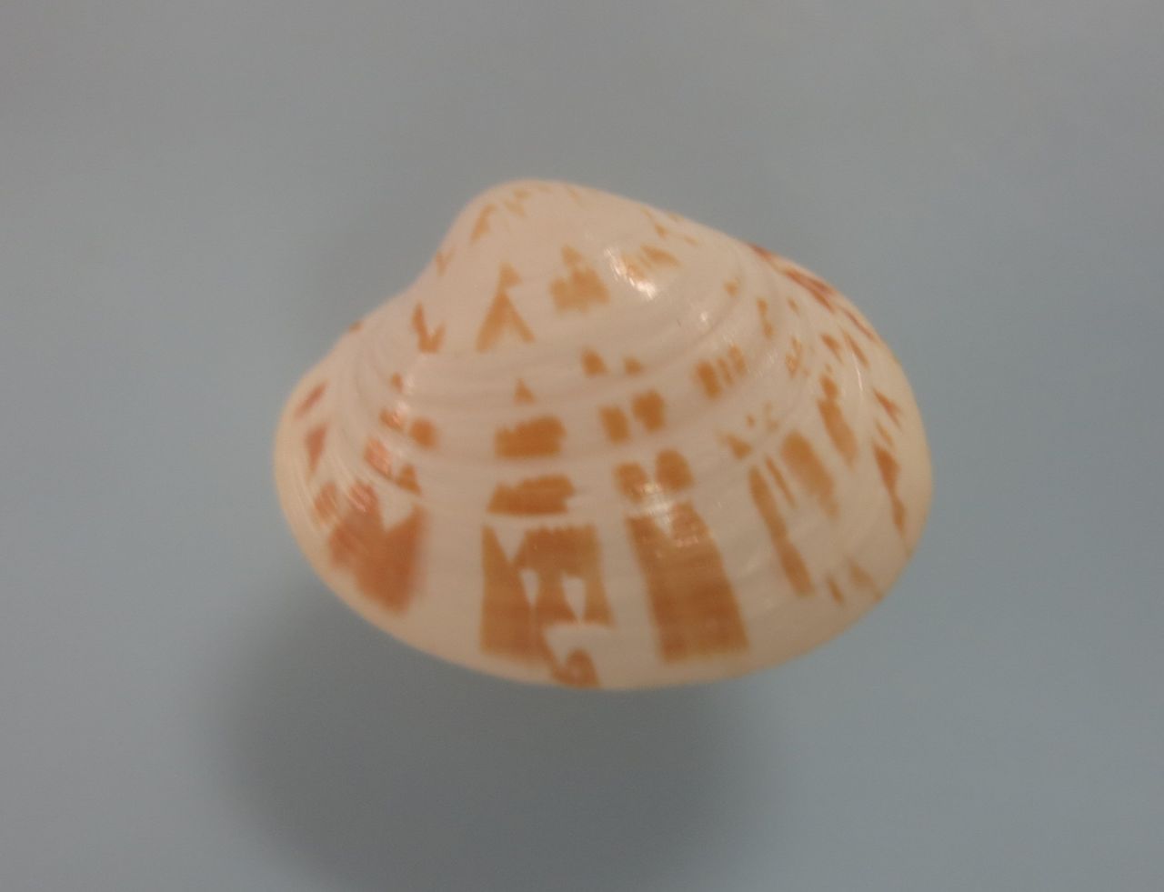 ムラクモハマグリ 図鑑を作る 二枚貝編