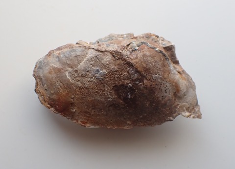 １１９４．スケンクガイ２