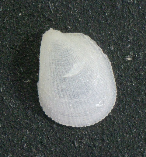 ２６．オオハシシラスナガイモドキ