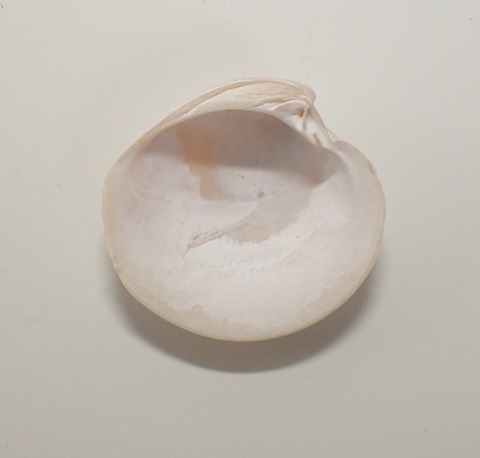 １３１９．アツカガミ２