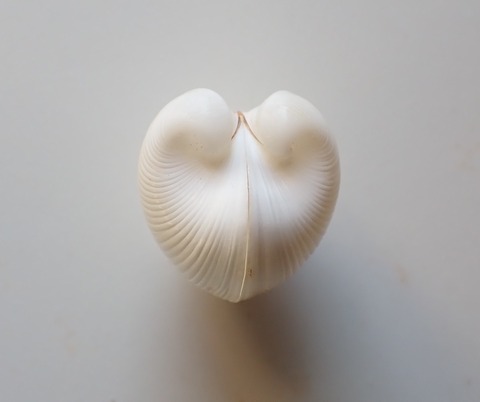 ２６８．Meiocardia delicata2