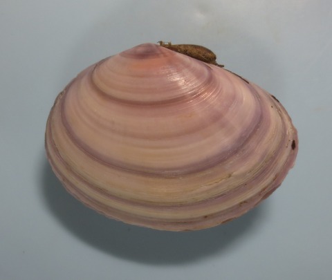 ２６５　アツイソシジミ