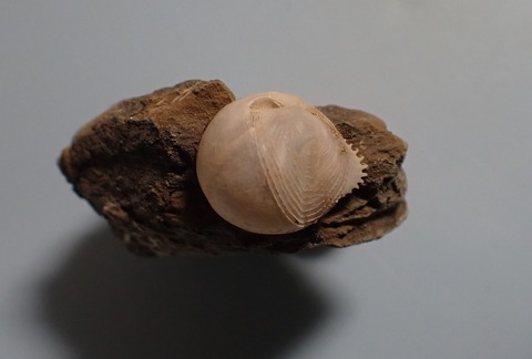 １５５．フカミトゲスズ