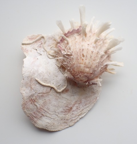 ２１８．Placuna quadrangula 1