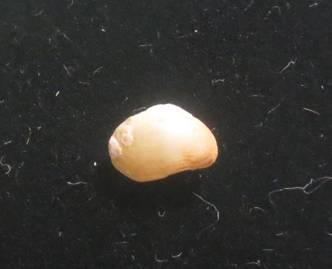 ７１．スナウロコムシヤドリガイ