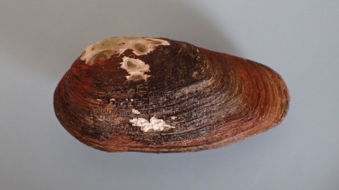 １５２．オオハナグモリ