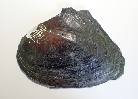 ２３０　改良母貝１