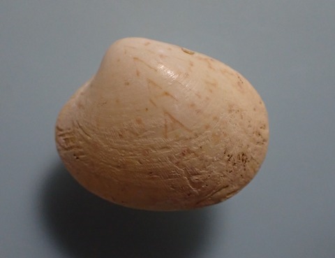 １４２．アジロボリハマグリ