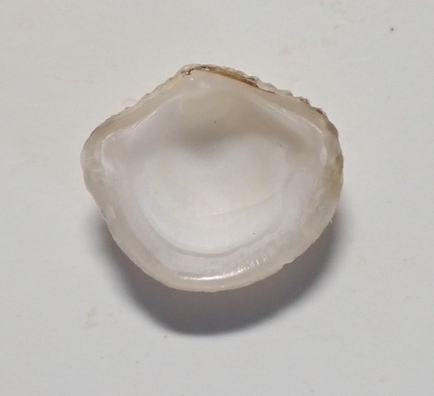 ２５１．Myrtea flabelliformis 2