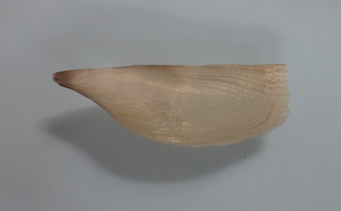 ３３．Atrina serra