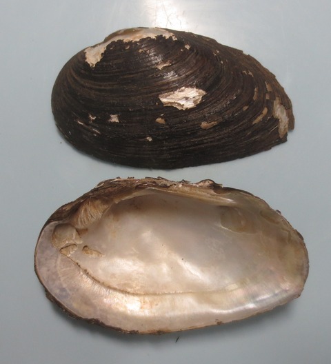 ２３２　ヨコハマシジラガイ