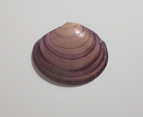 １９２　イソワスレ