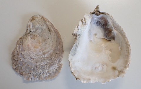 ２８９．ヨーロッパヒラガキ２