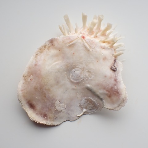 ２１８．Placuna quadrangula 2