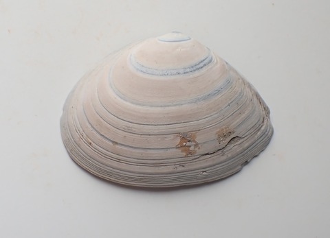 ２６４．アメリカサビシラトリ１