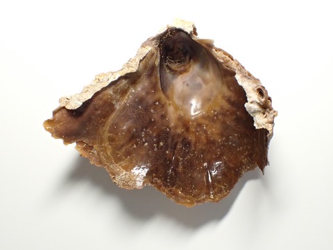 ２０３．オオベッコウガキ２