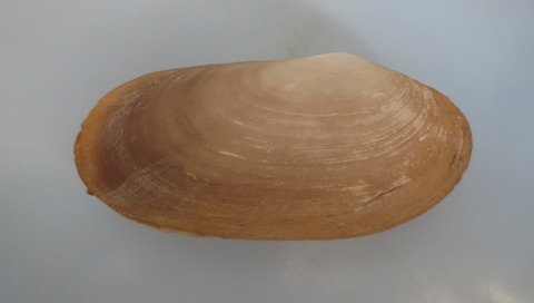 １０２．Psammophila sp