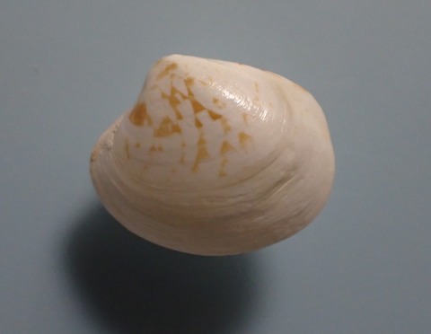 １４３．キザミガンギハマグリ