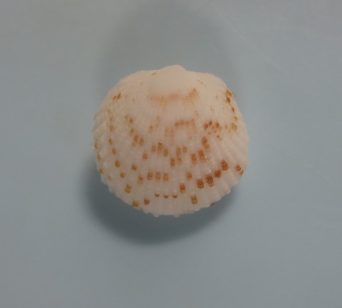 ２２．Tucetona sp