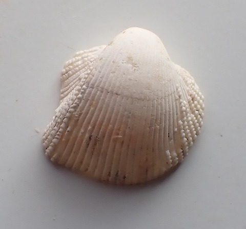 ２８２．クビレハナザル