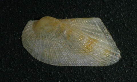 １８５．ホソクマサカヤドリ