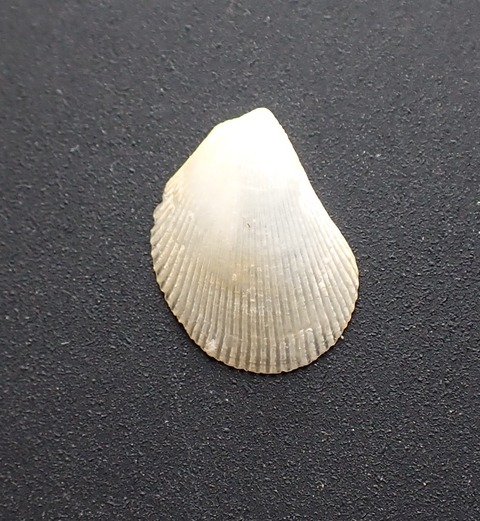 ４９７．ユウビミノガイ