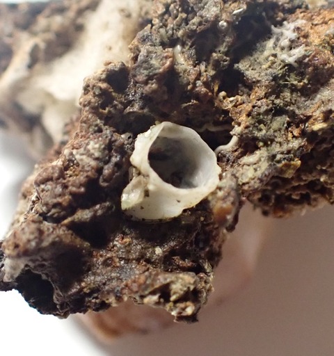 ２３１　カクレハマユウ２