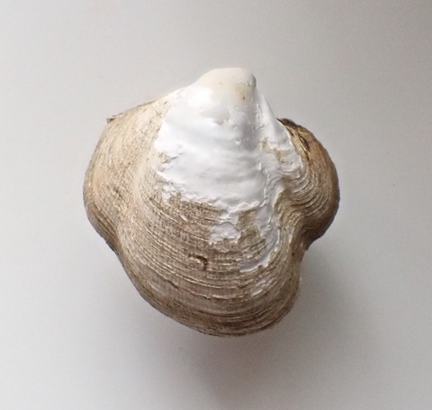 １５５４　ニッポンオトヒメゴコロ