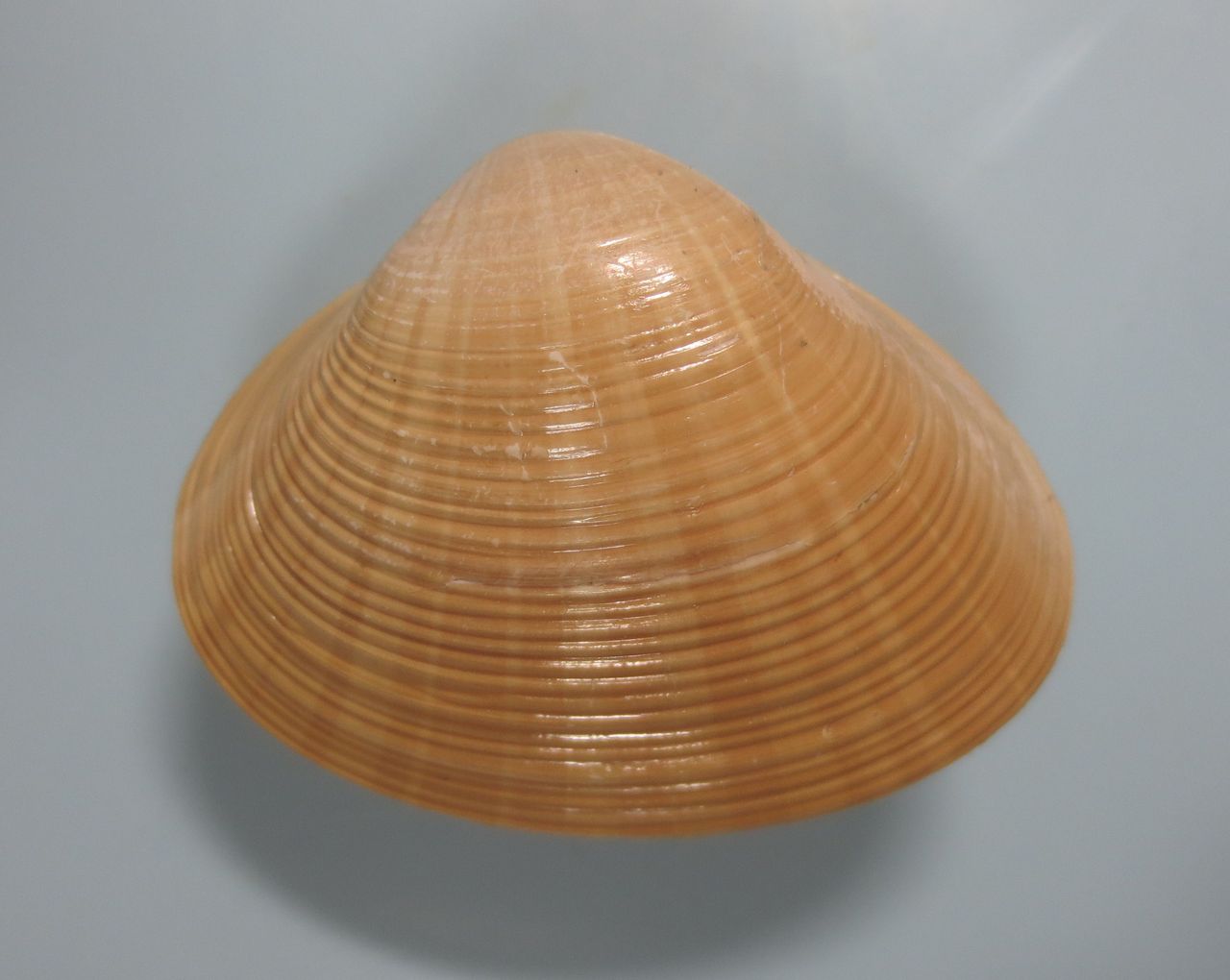 Images Of バカガイ Japaneseclass Jp