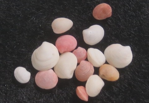 ５７．Pillucina sp