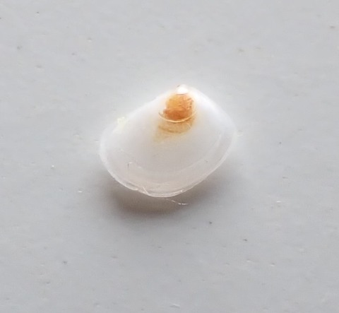 ７９６　ヒノマルズキン１