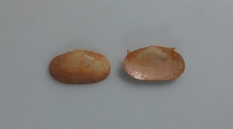 ６８．ナタマメケボリ