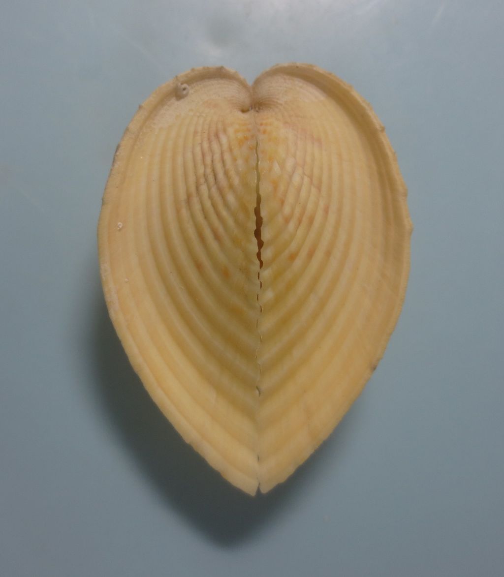 リュウキュウアオイモドキ 図鑑を作る 二枚貝編