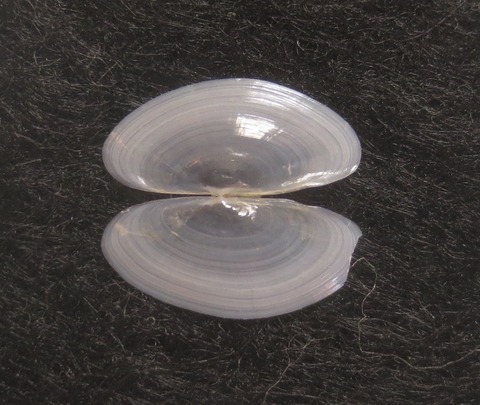 ７５．オオツヤウロコガイ