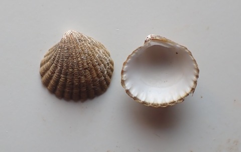 ８１６．ビロードマルフミガイ