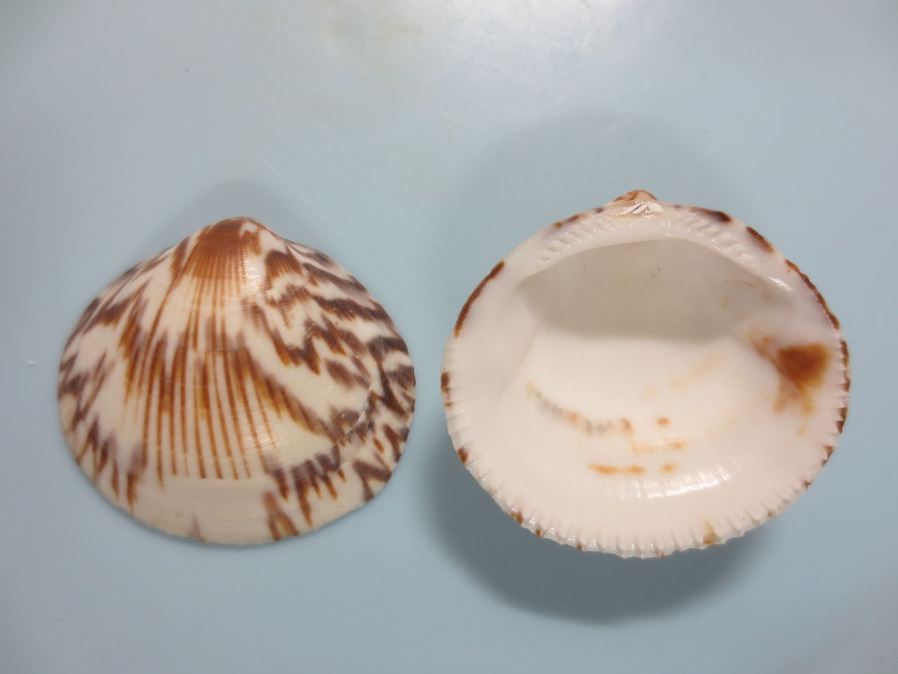 タマキガイ 図鑑を作る 二枚貝編